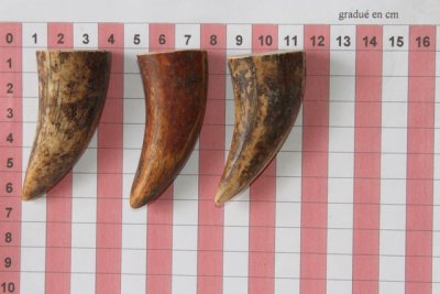 Pointes de dents de phacoch&egrave;re, lot de 3, ref:PHACOpT74349