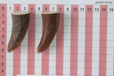 Pointes de dents de phacoch&egrave;re, lot de 2, ref:PHACOpT74351