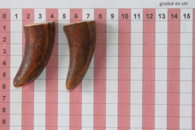 Pointes de dents de phacoch&egrave;re, lot de 2, ref:PHACOpT74352