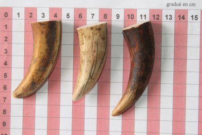 Pointes de dents de phacoch&egrave;re, lot de 3, ref:PHACOpT74353