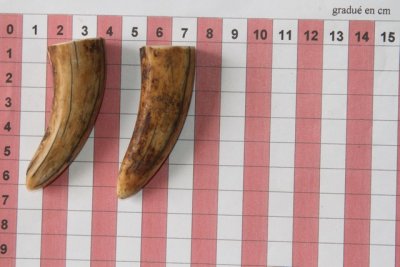 Pointes de dents de phacoch&egrave;re, lot de 2, ref:PHACOpT74354