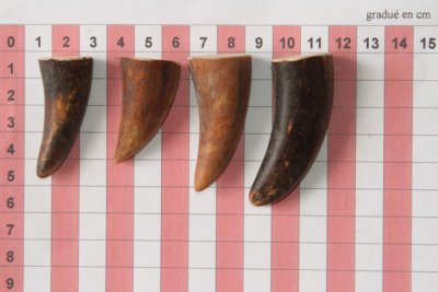 Pointes de dents de phacoch&egrave;re, lot de 4, ref:PHACOpT74355