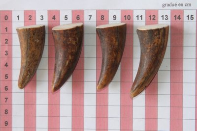 Pointes de dents de phacoch&egrave;re, lot de 4, ref:PHACOpT74358