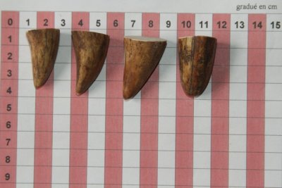 Pointes de dents de phacoch&egrave;re, lot de 4, ref:PHACOpT74780