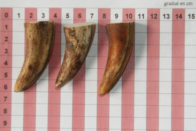 Pointes de dents de phacoch&egrave;re, lot de 3, ref:PHACOpT74781