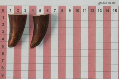 Pointes de dents de phacoch&egrave;re, lot de 2, ref:PHACOpT74783