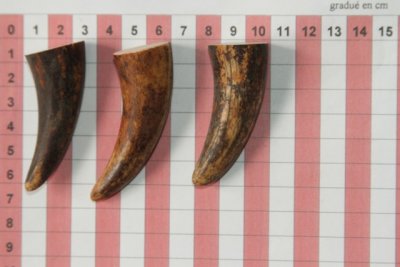 Pointes de dents de phacoch&egrave;re, lot de 3, ref:PHACOpT74784