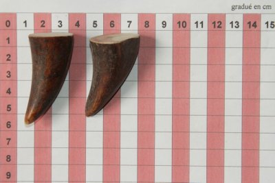 Pointes de dents de phacoch&egrave;re, lot de 2, ref:PHACOpT74785