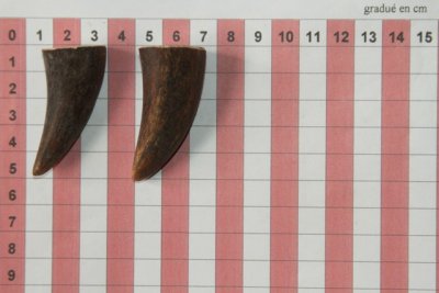Pointes de dents de phacoch&egrave;re, lot de 2, ref:PHACOpT74786