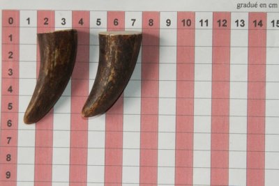 Pointes de dents de phacoch&egrave;re, lot de 2, ref:PHACOpT74787