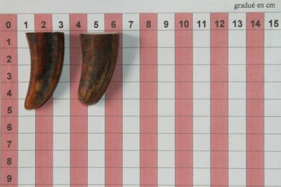 Pointes de dents de phacoch&egrave;re, lot de 2, ref:PHACOpT74788
