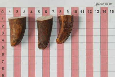 Pointes de dents de phacoch&egrave;re, lot de 3, ref:PHACOpT74789
