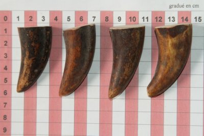 Pointes de dents de phacoch&egrave;re, lot de 4, ref:PHACOpT74792