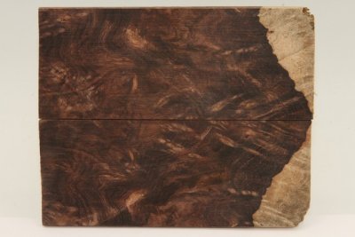 Plaquettes , Pal. du Honduras (D. stevensonii Cites E-03032/16 du 10/06/2016), ref:PPalH75920