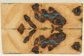 Plaquettes pour la coutellerie, loupe de Frne + rsine bleue, ref:PRLpFr59175
