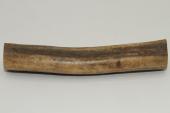 Cerf Sambar, section de merrain, ref:SecMSam59402