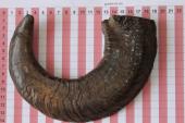 Corne de bélier aplatie, ref:CBLR59662