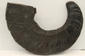 Corne de bélier aplatie, ref:CBLR67053