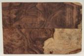Plaquettes , Pal. du Honduras (D. stevensonii Cites E-03032/16 du 10/06/2016), ref:PPalH69246