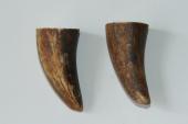 Pointes de dents de phacochère, lot de 2, ref:PHACOpT69726