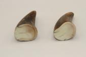 Pointes de dents de phacochère, lot de 2, ref:PHACOpT69726
