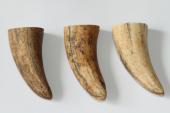 Pointes de dents de phacochère, lot de 3, ref:PHACOpT69713
