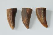 Pointes de dents de phacochère, lot de 3, ref:PHACOpT69714