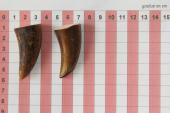 Pointes de dents de phacochre, lot de 2, ref:PHACOpT69726