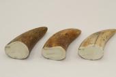 Pointes de dents de phacochère, lot de 3, ref:PHACOpT69713