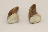 Pointes de dents de phacochère, lot de 2, ref:PHACOpT69725