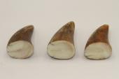Pointes de dents de phacochère, lot de 3, ref:PHACOpT69714