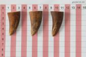 Pointes de dents de phacochre, lot de 3, ref:PHACOpT69714