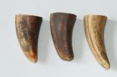 Pointes de dents de phacochère, lot de 3, ref:PHACOpT69715
