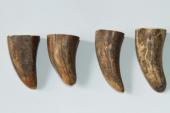 Pointes de dents de phacochère, lot de 4, ref:PHACOpT69717