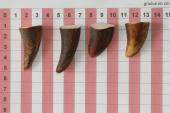 Pointes de dents de phacochre, lot de 4, ref:PHACOpT69716