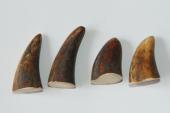Pointes de dents de phacochère, lot de 4, ref:PHACOpT69716