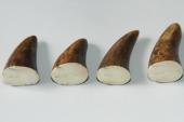 Pointes de dents de phacochère, lot de 4, ref:PHACOpT69717