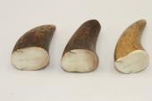 Pointes de dents de phacochère, lot de 3, ref:PHACOpT69715