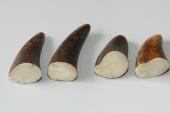 Pointes de dents de phacochère, lot de 4, ref:PHACOpT69716