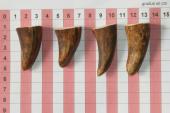 Pointes de dents de phacochre, lot de 4, ref:PHACOpT69717