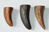 Pointes de dents de phacochère, lot de 3, ref:PHACOpT69718