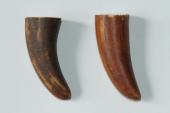 Pointes de dents de phacochère, lot de 2, ref:PHACOpT69720