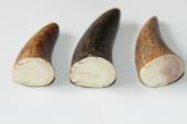 Pointes de dents de phacochère, lot de 3, ref:PHACOpT69718