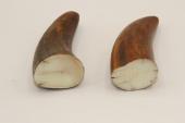 Pointes de dents de phacochère, lot de 2, ref:PHACOpT69720