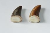Pointes de dents de phacochère, lot de 2, ref:PHACOpT69719