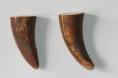 Pointes de dents de phacochère, lot de 2, ref:PHACOpT69722
