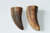 Pointes de dents de phacochère, lot de 2, ref:PHACOpT69719