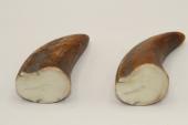 Pointes de dents de phacochère, lot de 2, ref:PHACOpT69722