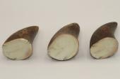 Pointes de dents de phacochère, lot de 3, ref:PHACOpT69721