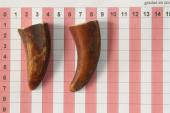 Pointes de dents de phacochre, lot de 2, ref:PHACOpT69722